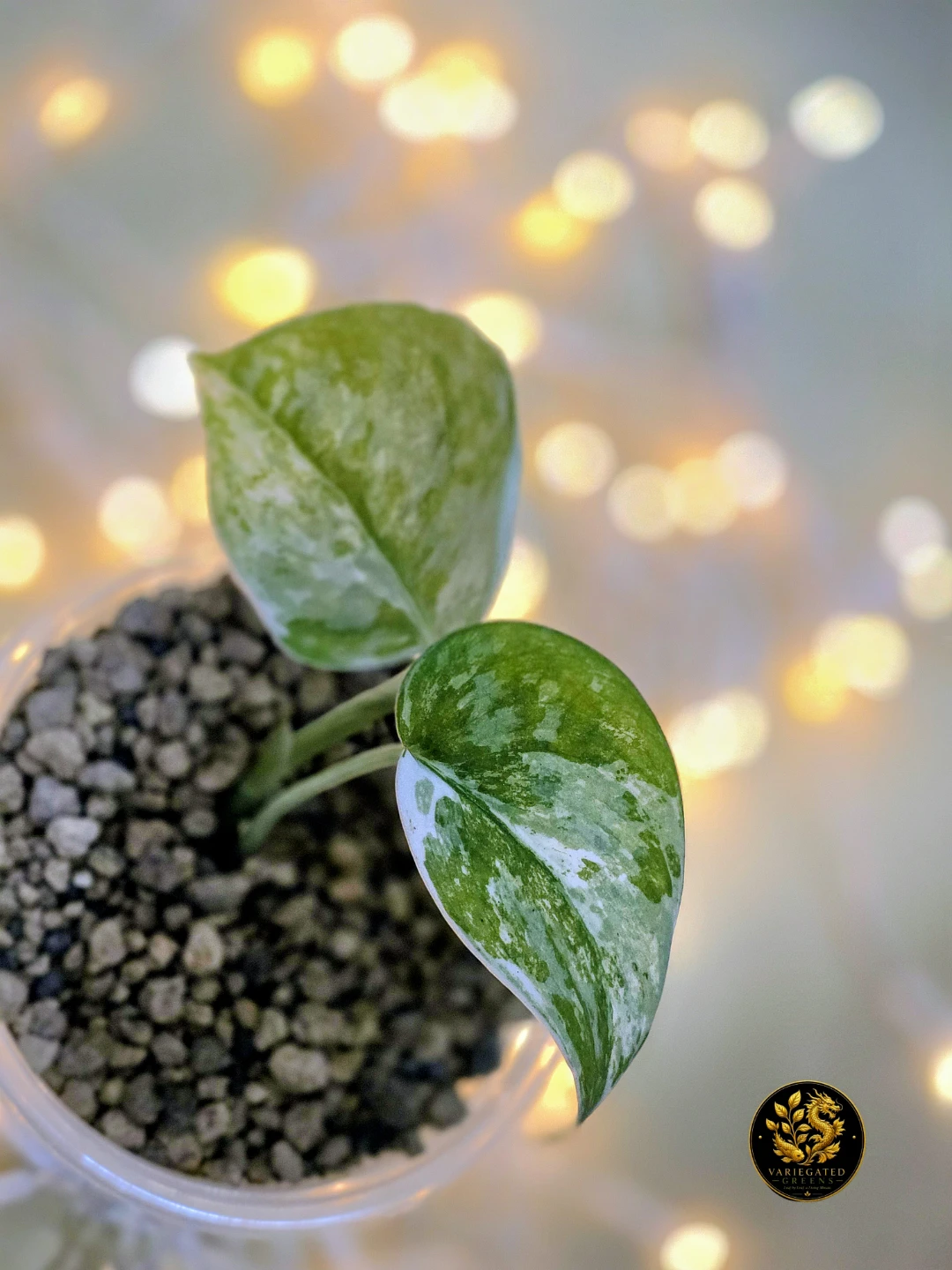 Scindapsus Bahorok "Silken Drift"