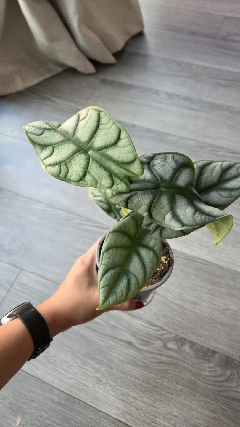 Alocasia Silver Dragon Houseplant