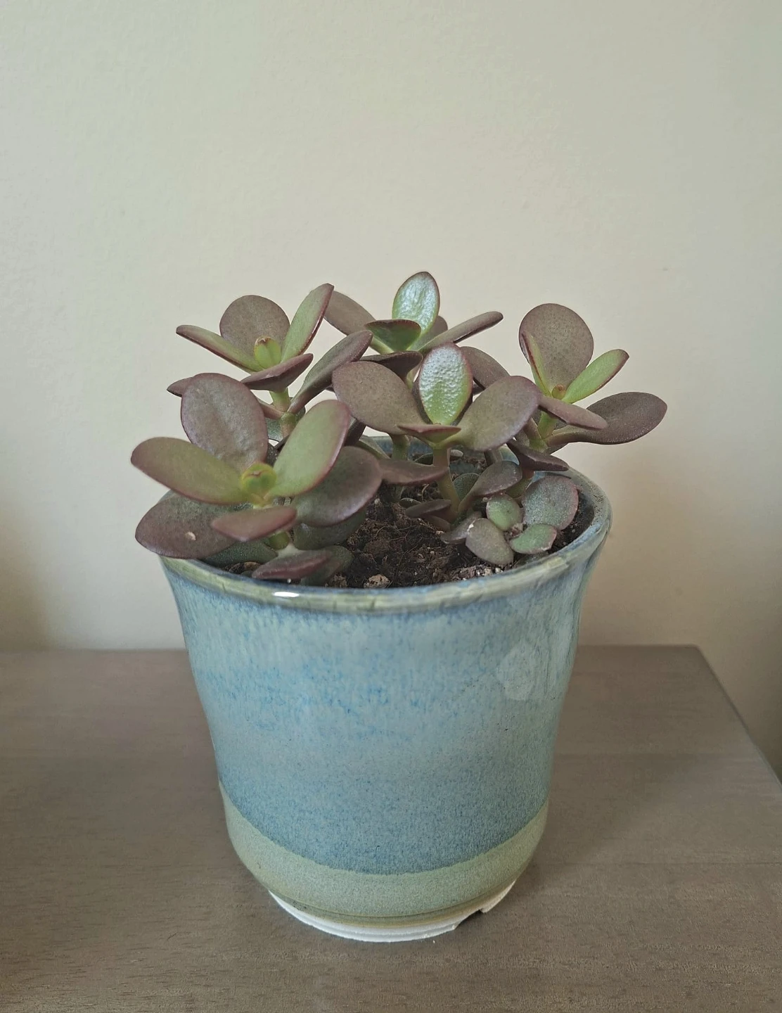 Jade Succulent Plants in Ceramic Pots $5 Each - photo 3