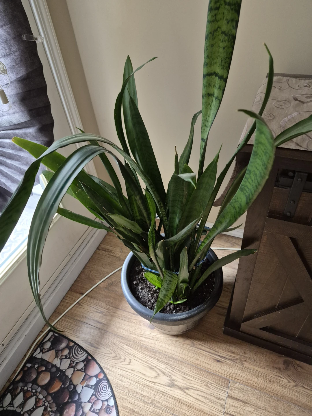 Large Snake Plant in Pot - photo 2