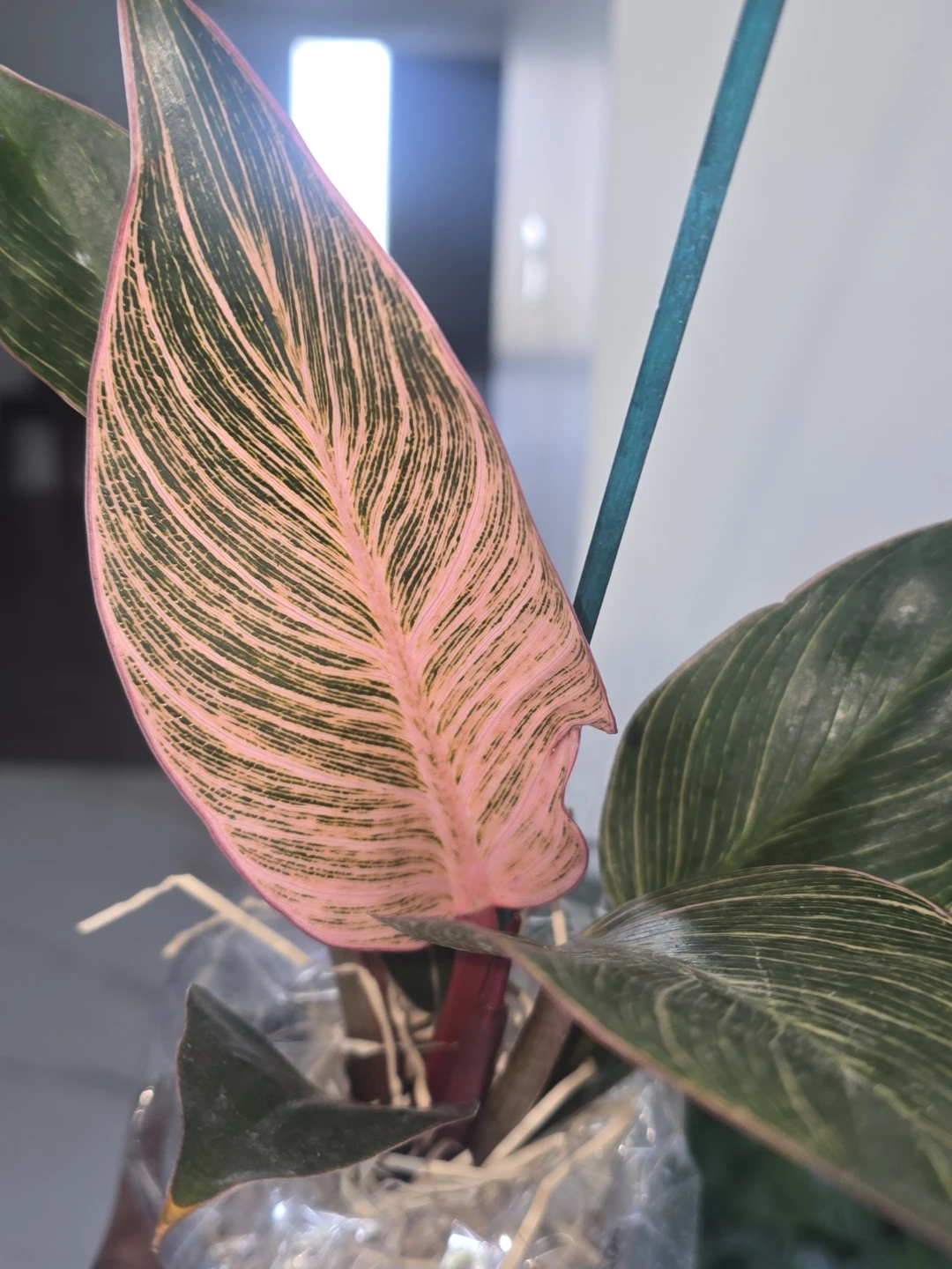 Philodendron Pink birkin - photo 4