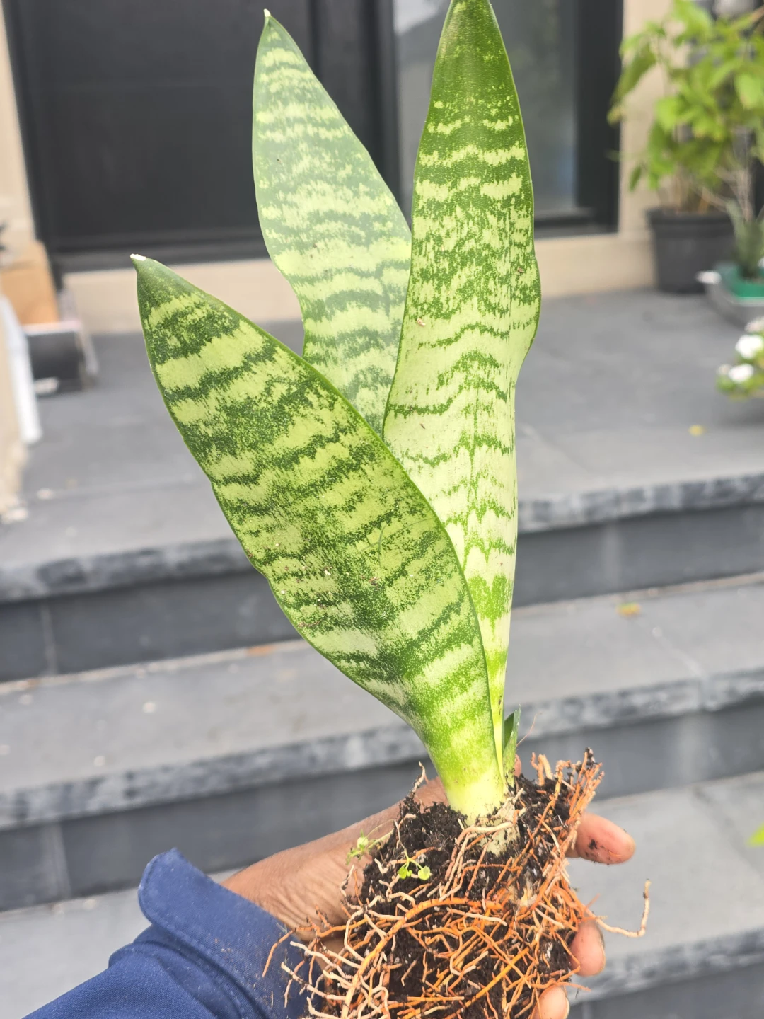 Snake Plant  come in 4"pot - photo 2