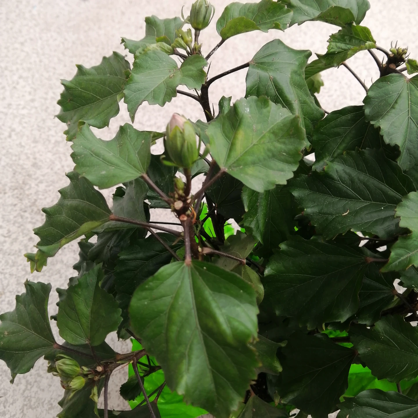 Tradewinds Hibiscus Fire Wind - photo 2