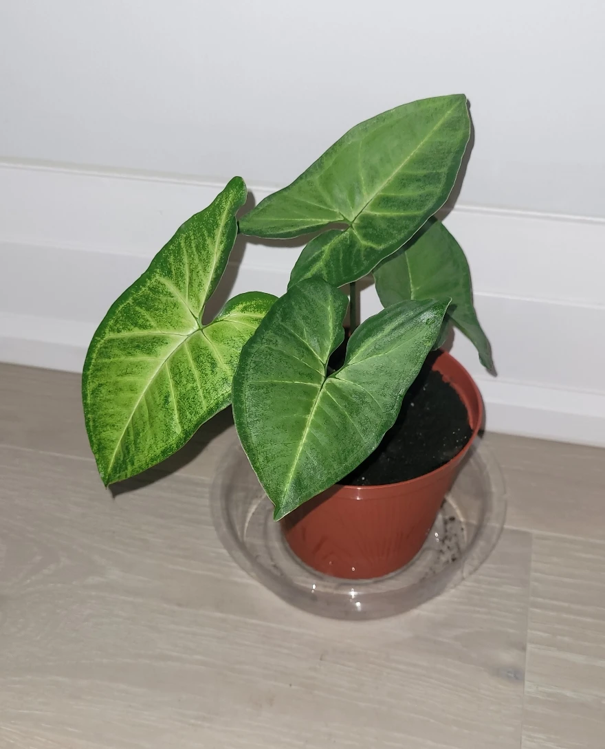 ArrowHead Plant