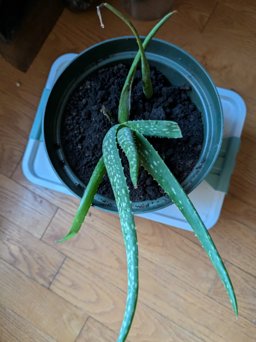 Healthy fully grown Aloe Vera Plant - photo 3