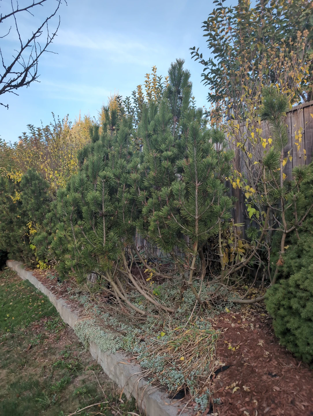 Mugo Pine tree