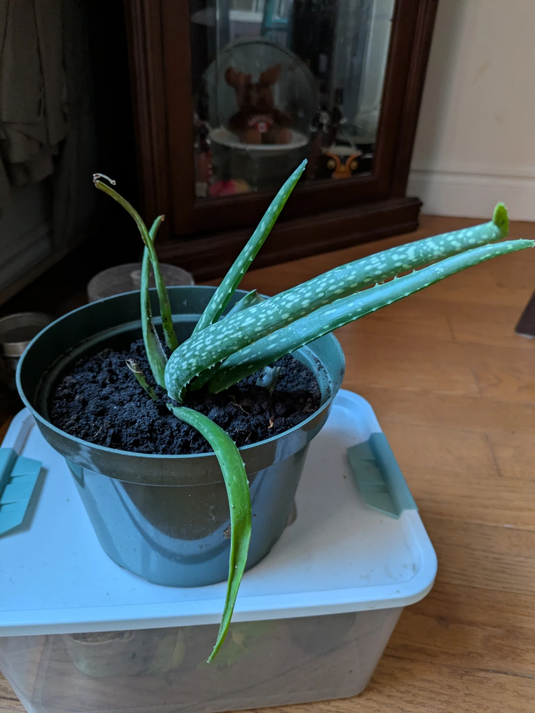 Healthy fully grown Aloe Vera Plant - photo 2