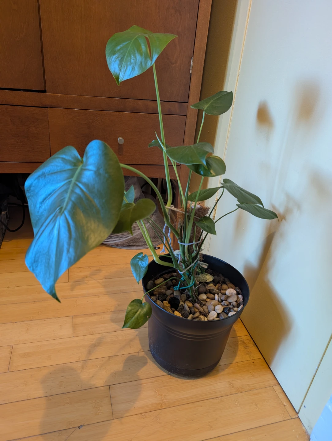 Monstera Deliciosa Plant