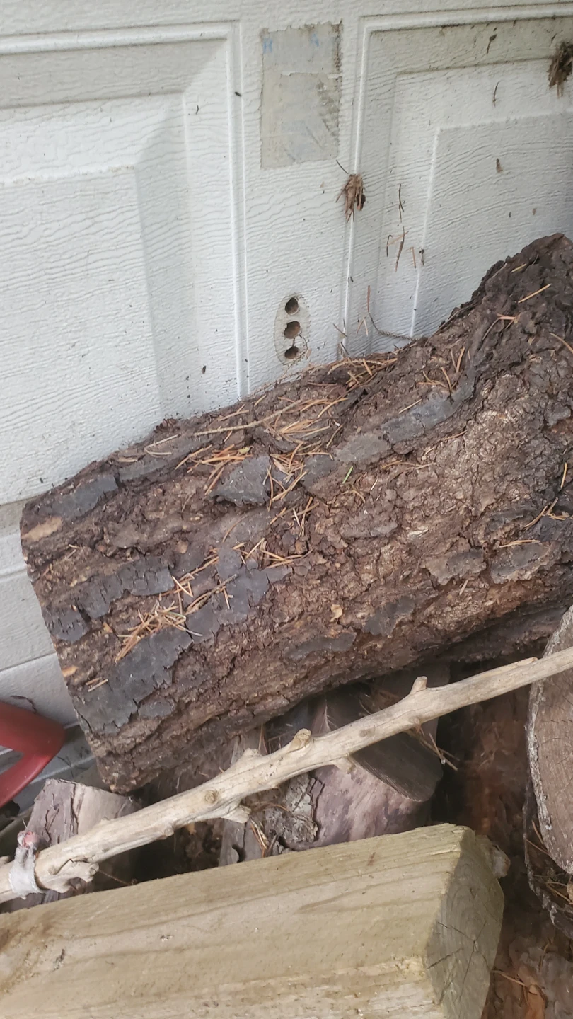 Seasoned Firewood Logs - photo 2