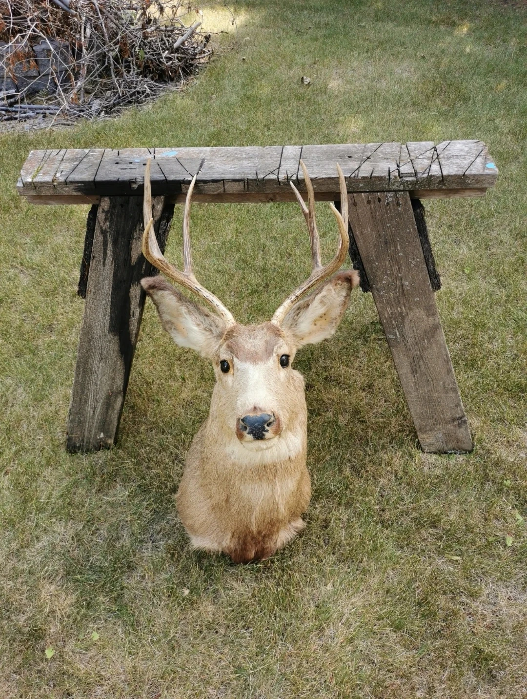 Vintage Deer Shoulder Mount Taxidermy Rustic Cabin