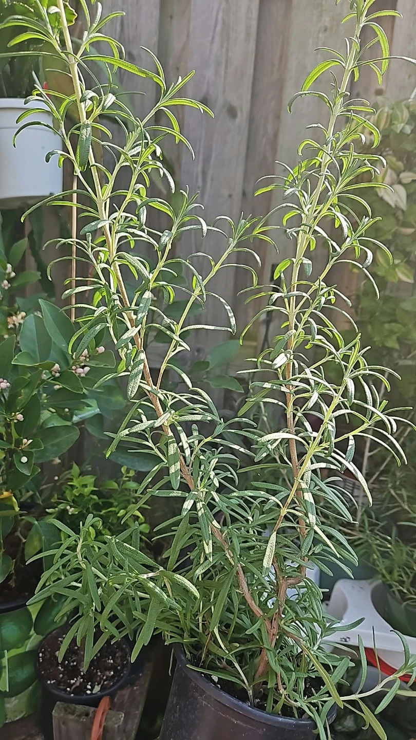 Rosemary Plant special offers - photo 2