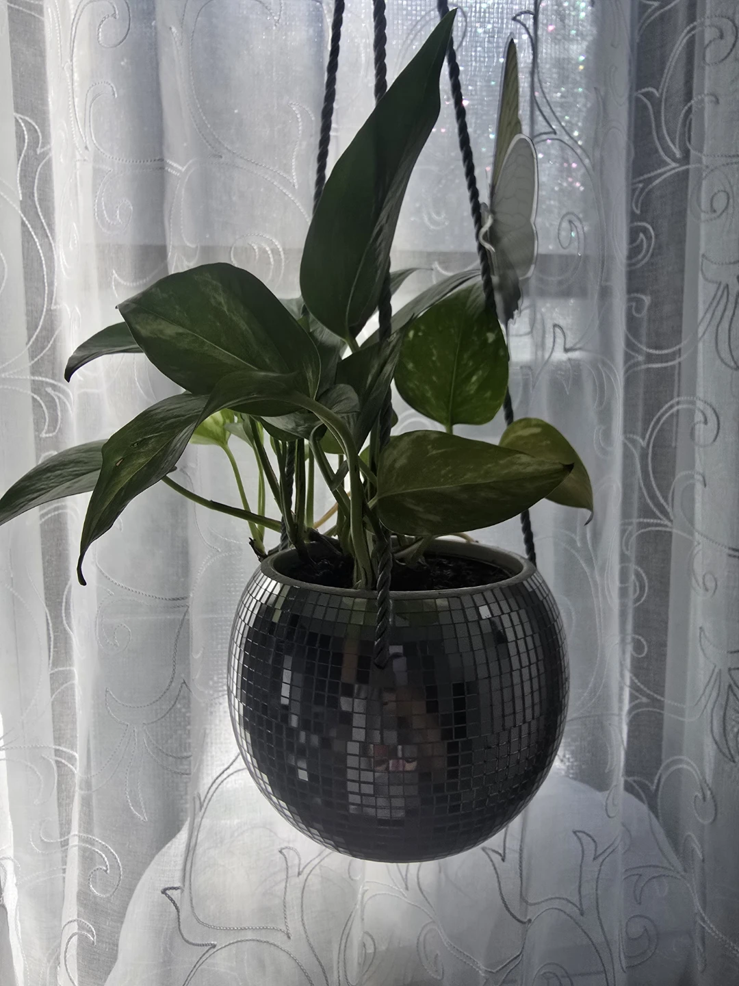 Pothos plant in hanging disco ball planter - photo 2