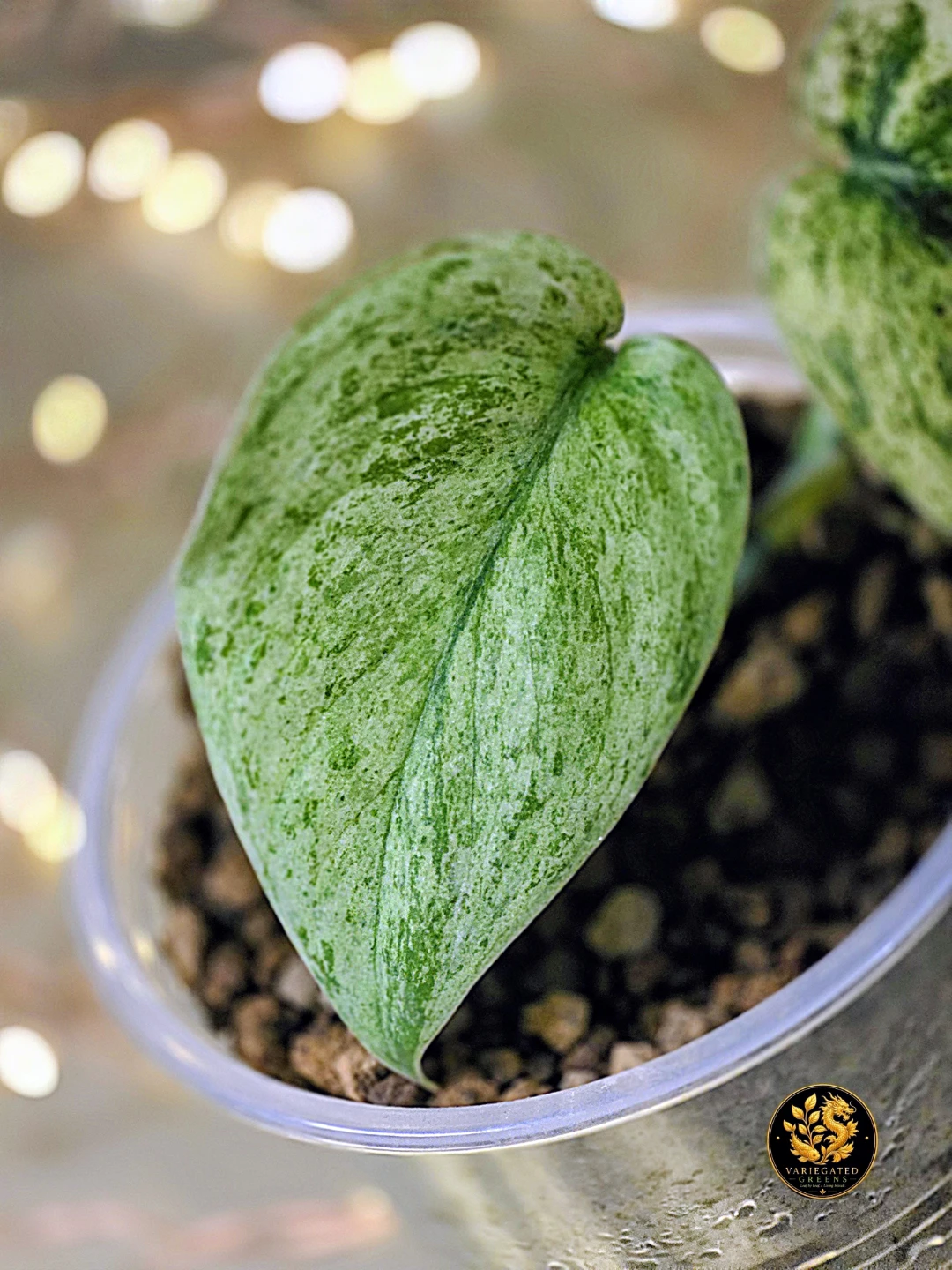 Scindapsus pictus Halimoon "Illuminated Manuscript" - photo 2