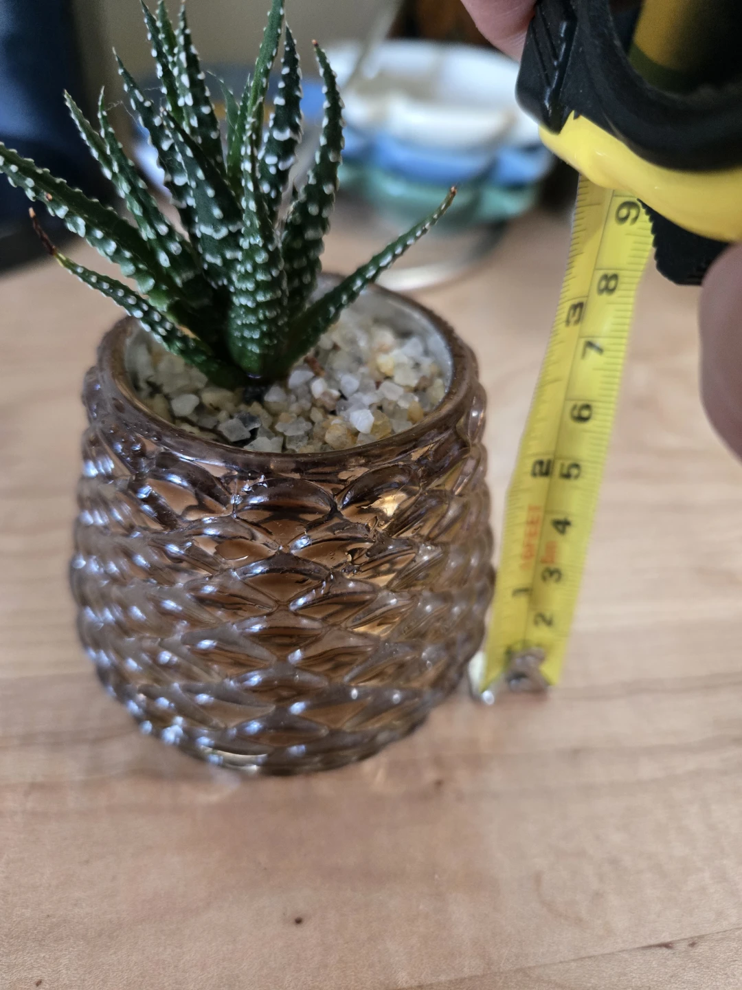 Small Haworthia succulent in glass pot - photo 3
