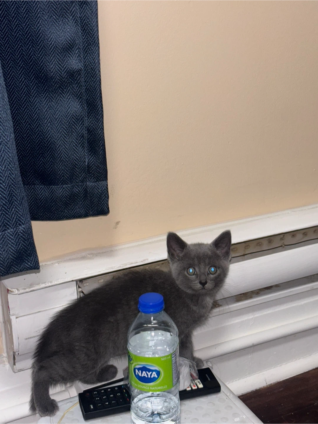 2 Russian Blue Male Kittens, Vaccinated - photo 2