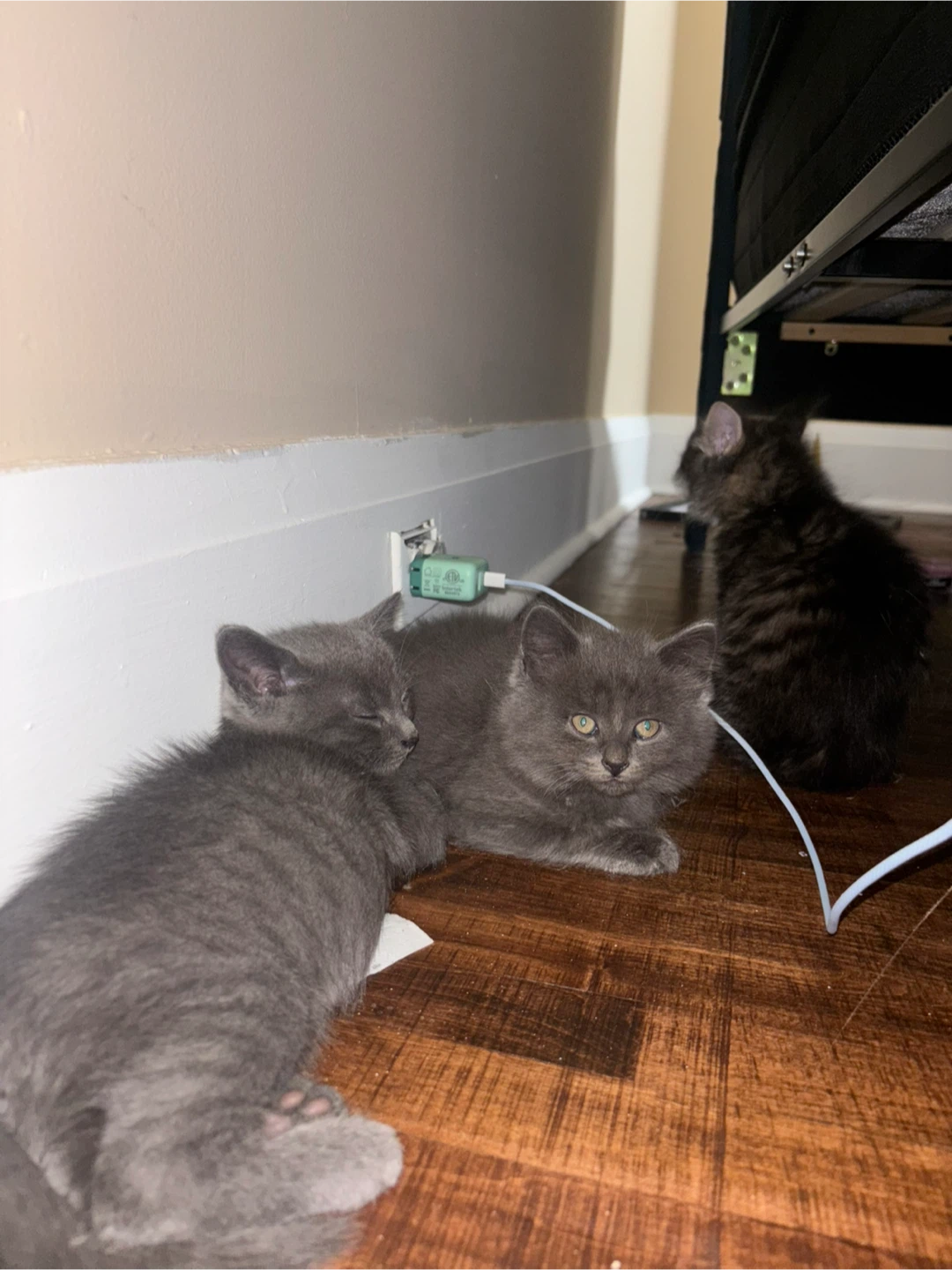 2 Russian Blue Male Kittens, Vaccinated - photo 3