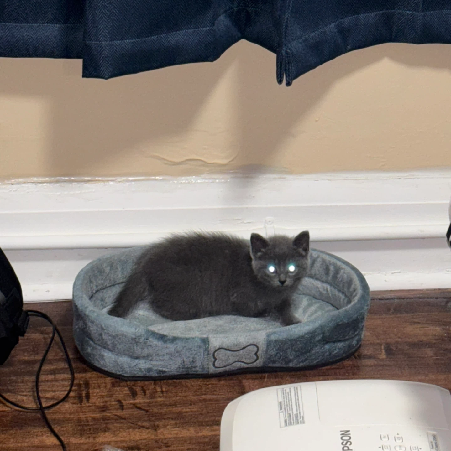 2 Russian Blue Male Kittens, Vaccinated