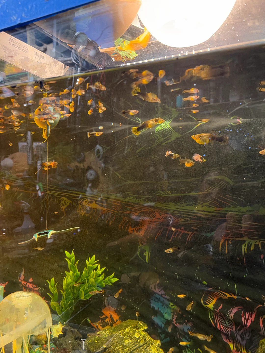 Healthy Guppy Fish