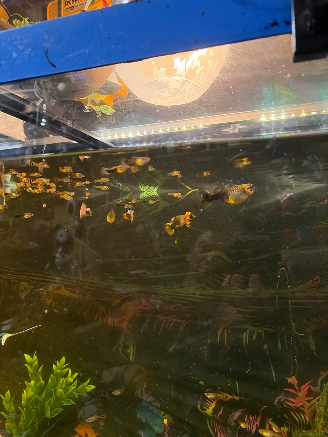 Healthy Guppy Fish - photo 2