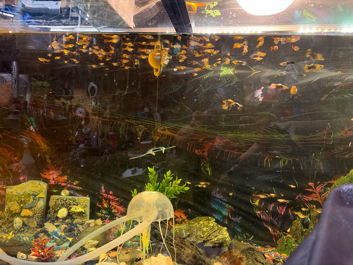 Healthy Guppy Fish - photo 3