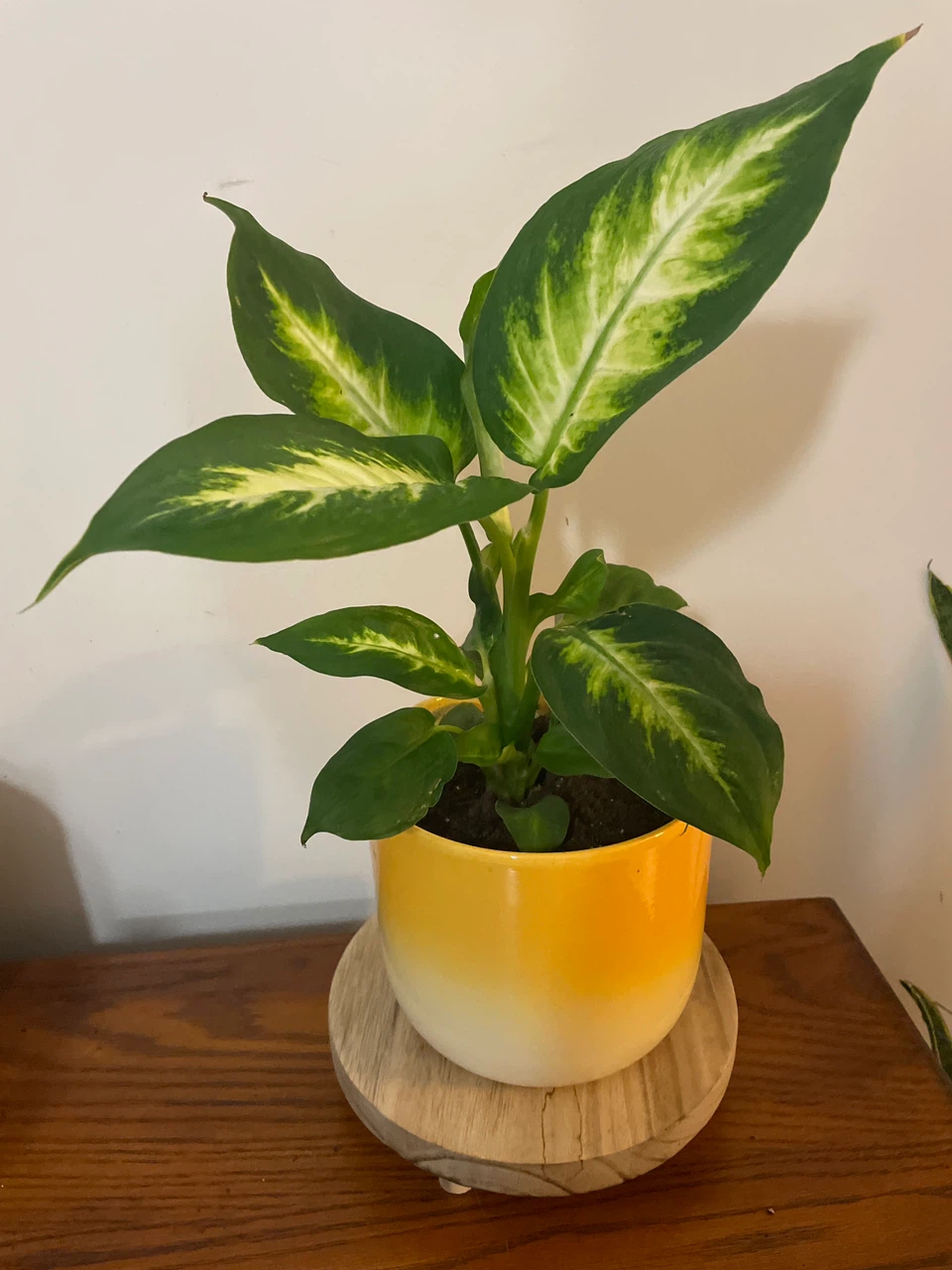 Dieffenbachia Plant in Yellow Ceramic Pot