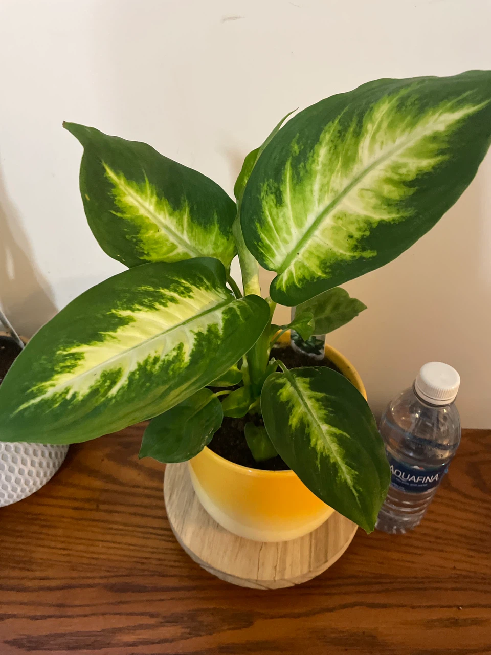 Dieffenbachia Plant in Yellow Ceramic Pot - photo 2