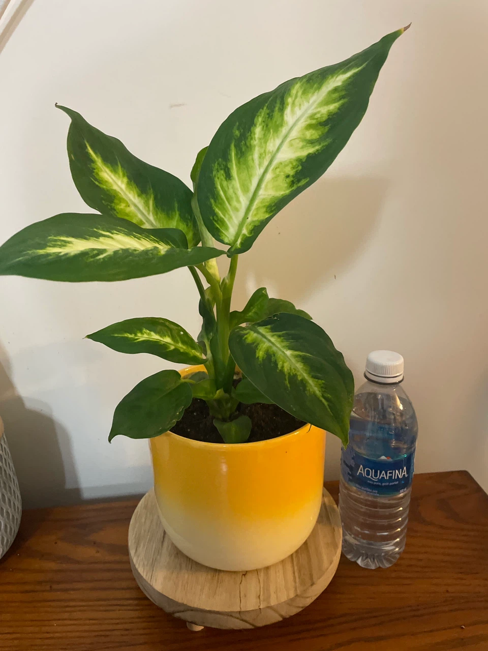 Dieffenbachia Plant in Yellow Ceramic Pot - photo 3