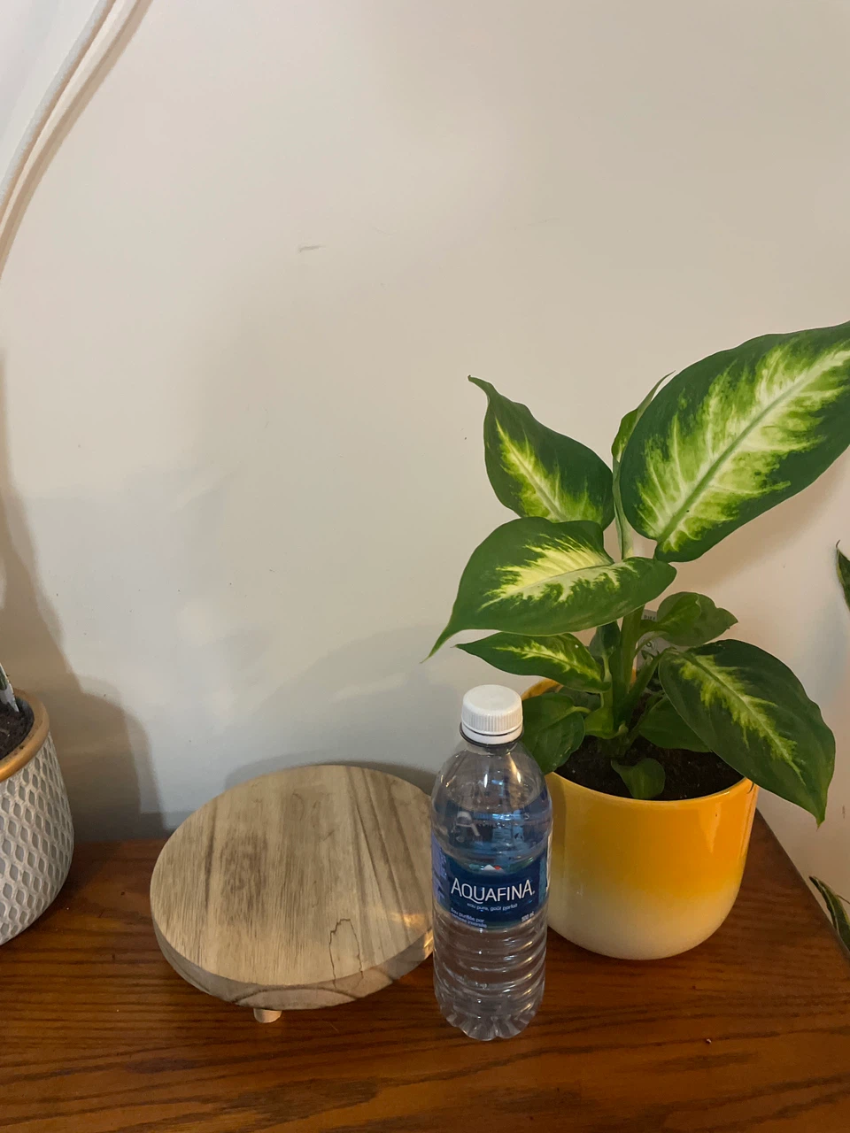 Dieffenbachia Plant in Yellow Ceramic Pot - photo 4