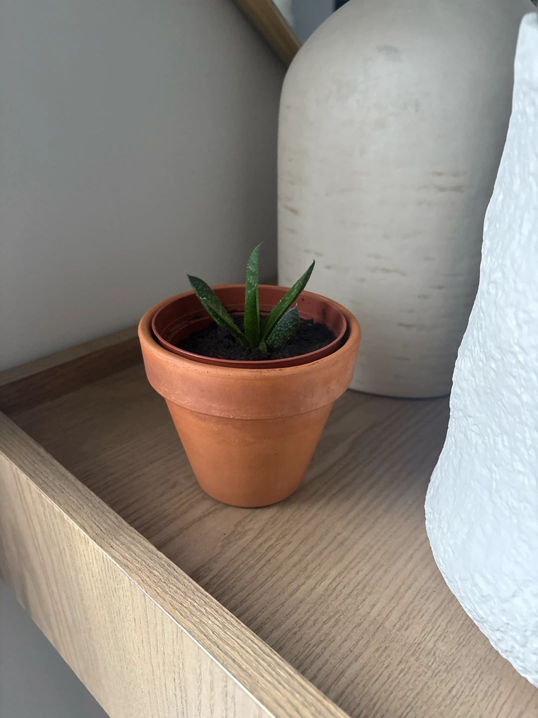 Mini Aloe Zebrina