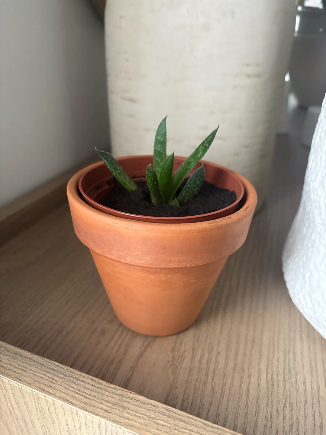Mini Aloe Zebrina - photo 2