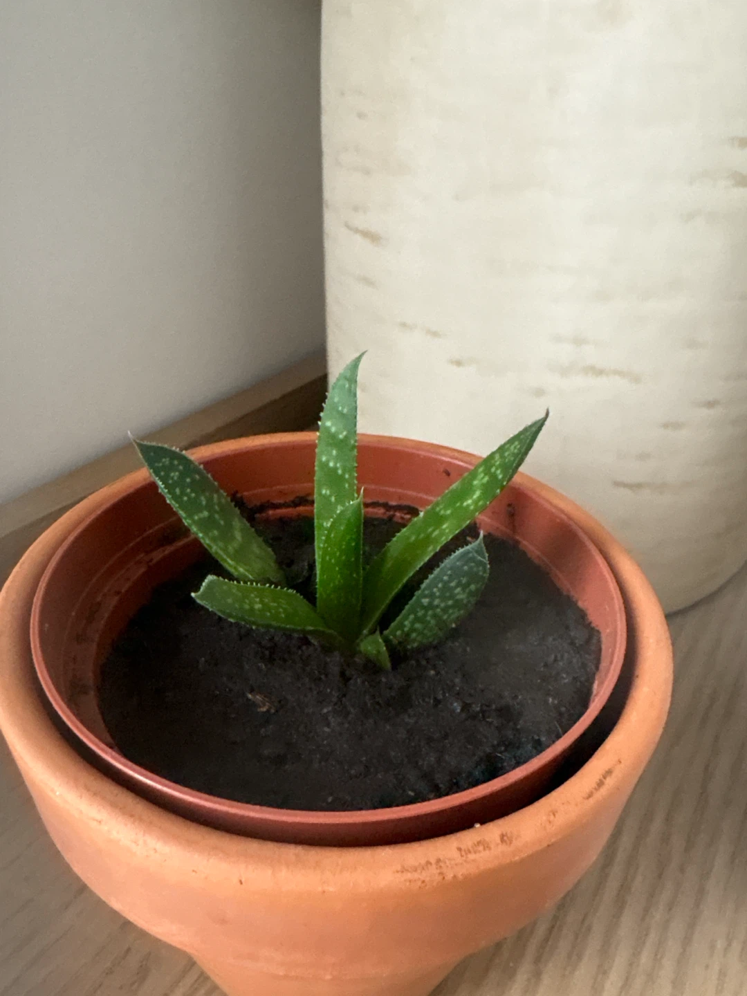 Mini Aloe Zebrina - photo 3