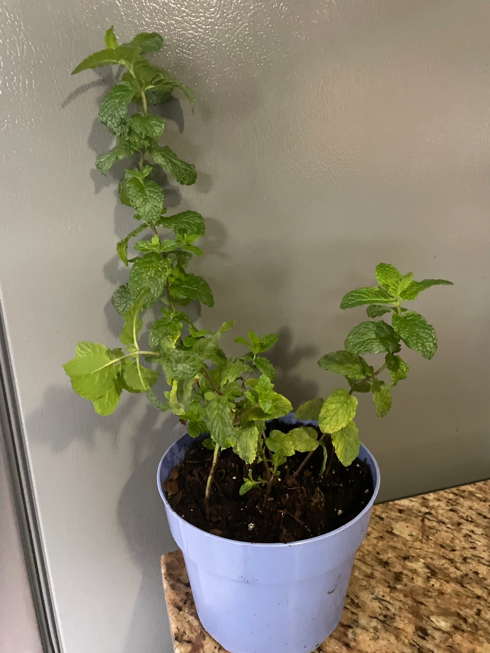 Fresh Mint Plant