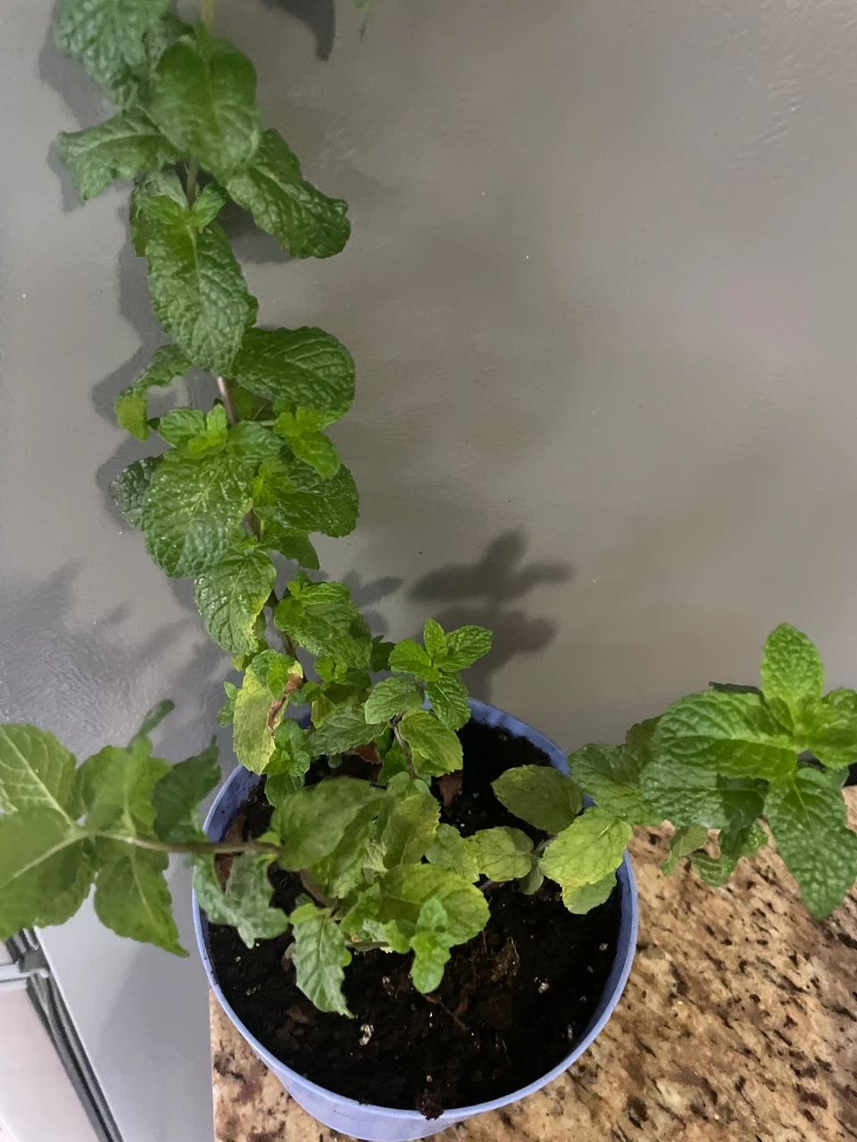 Fresh Mint Plant - photo 2