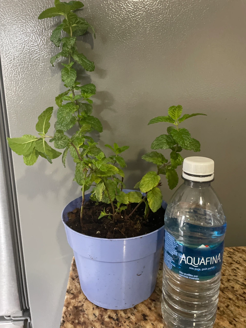 Fresh Mint Plant - photo 3