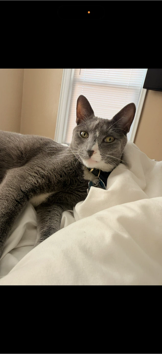 Hola estoy regalando mi gatito