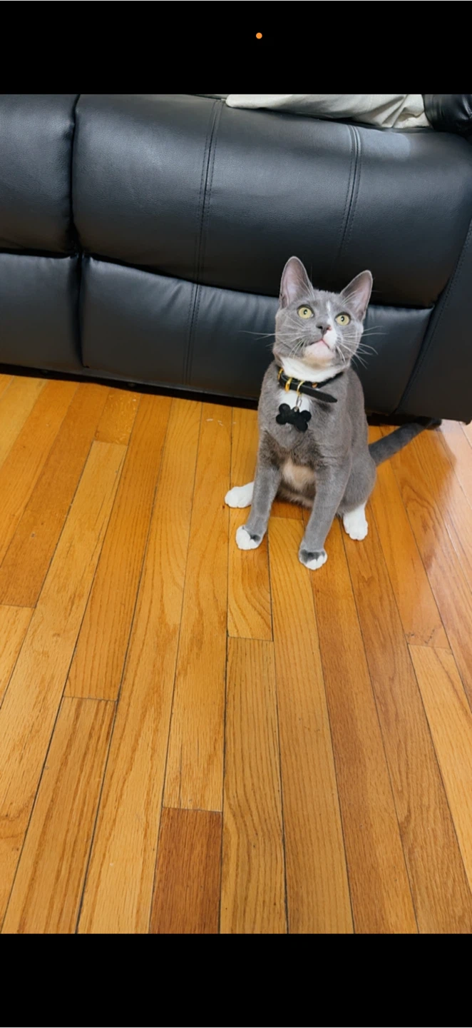 Hola estoy regalando mi gatito - photo 2