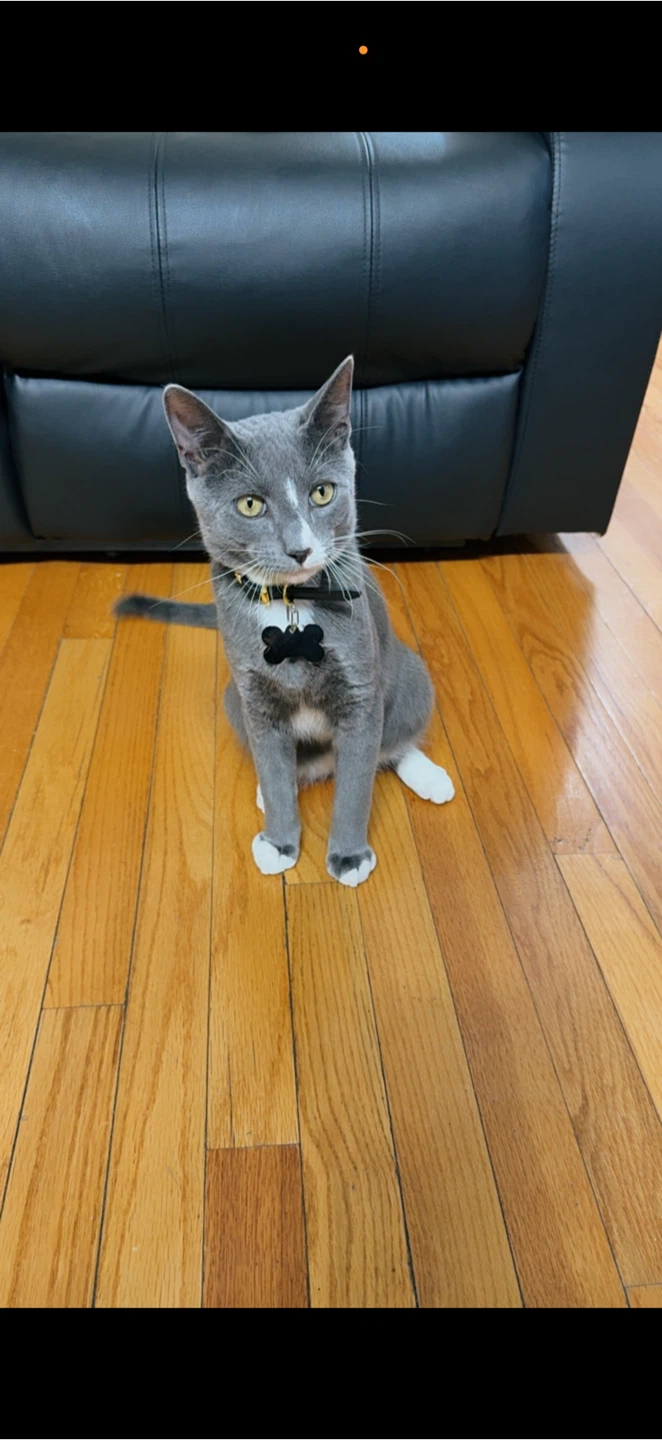 Hola estoy regalando mi gatito - photo 3
