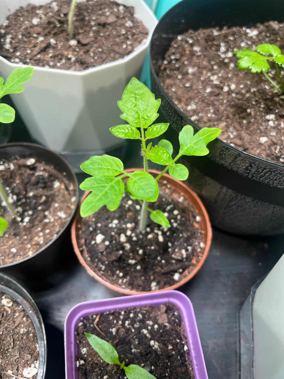 Free Vegetable Plants
