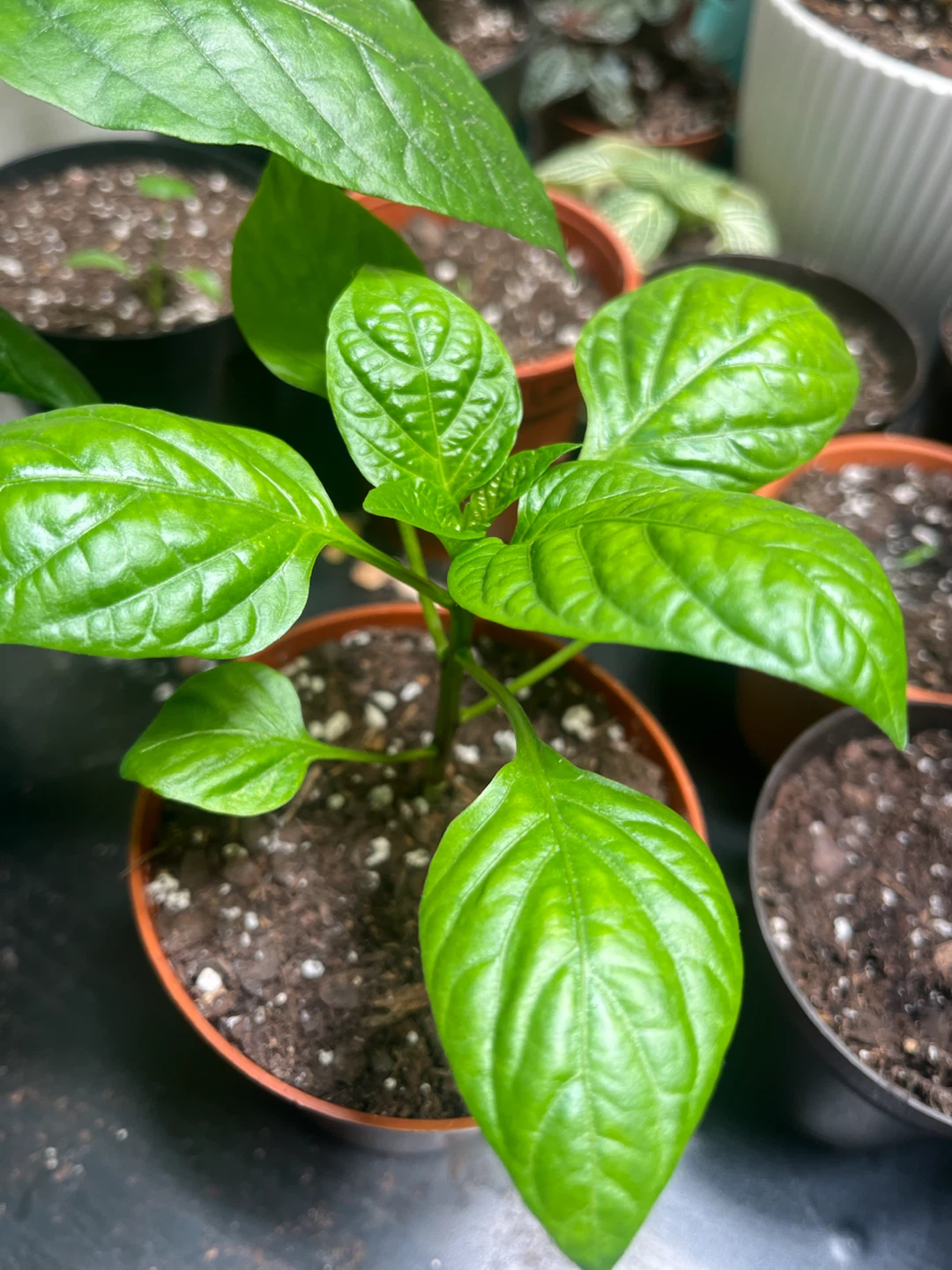 Free Vegetable Plants - photo 2