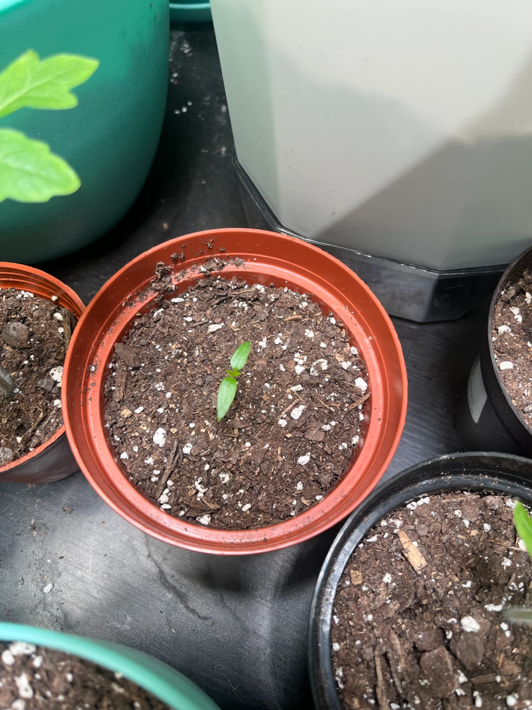 Free Vegetable Plants - photo 3
