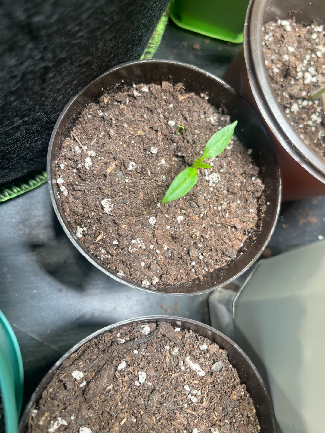 Free Vegetable Plants - photo 4