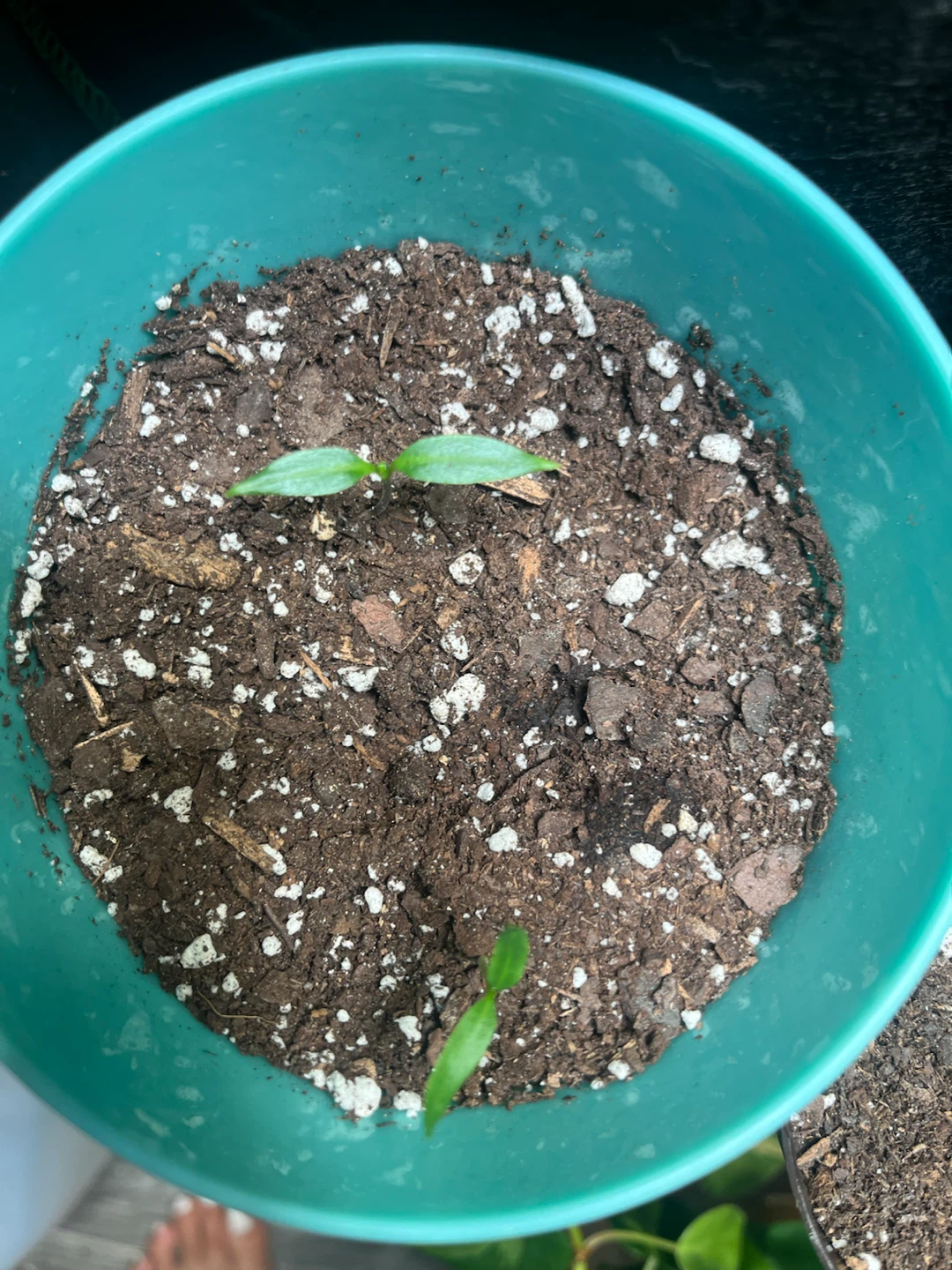 Free Vegetable Plants - photo 5