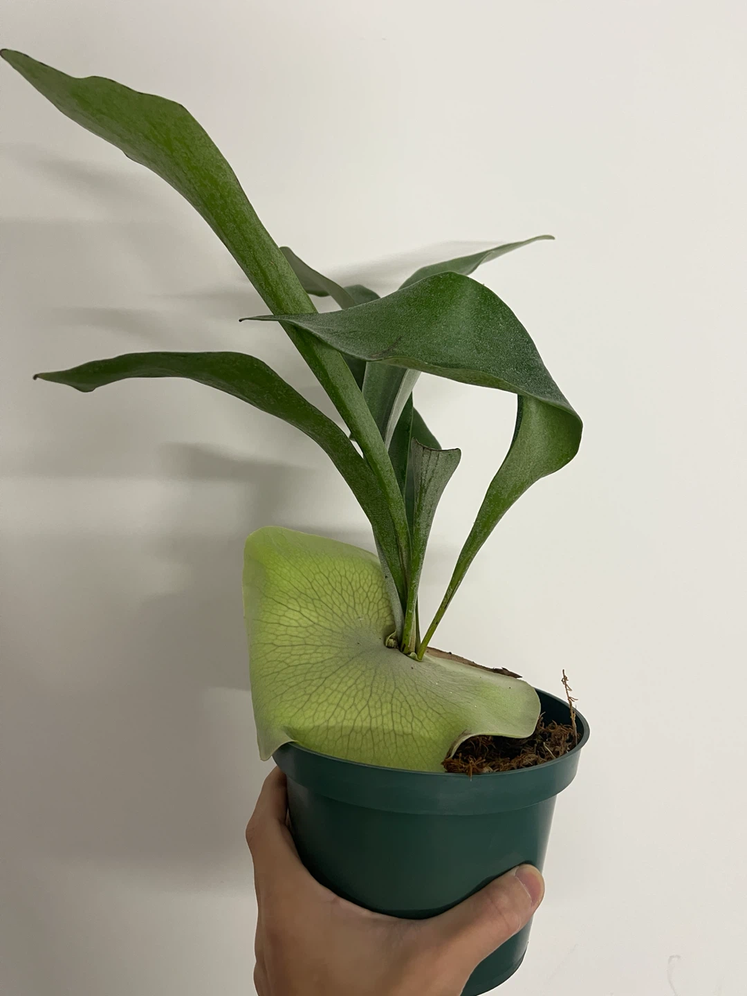Platycerium bifurcatum
