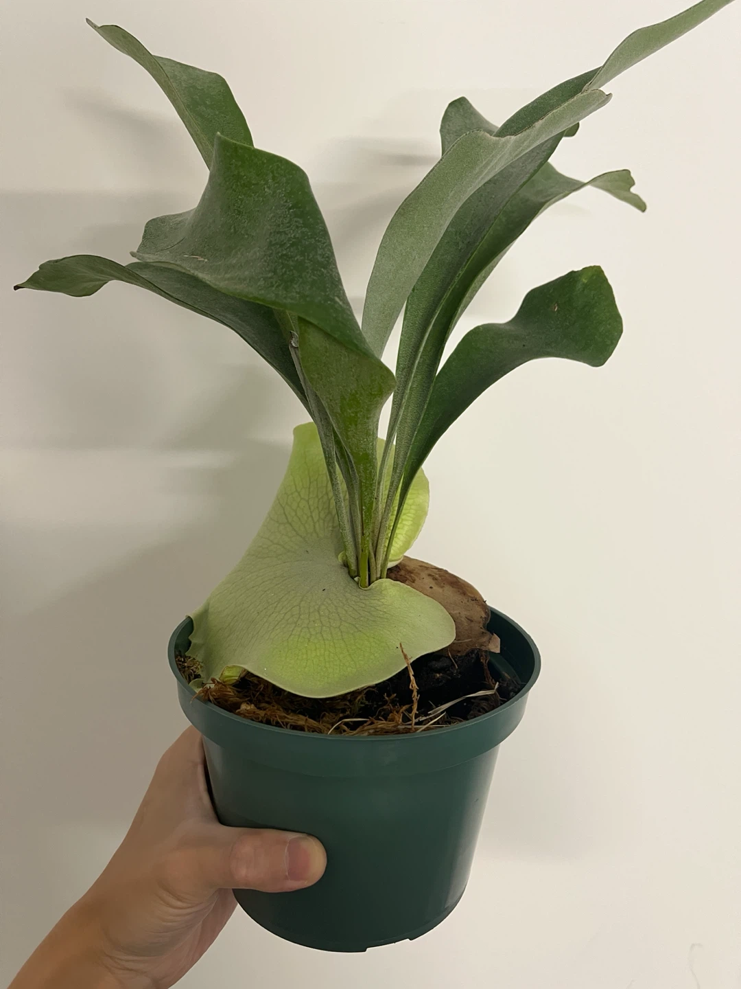Platycerium bifurcatum - photo 2
