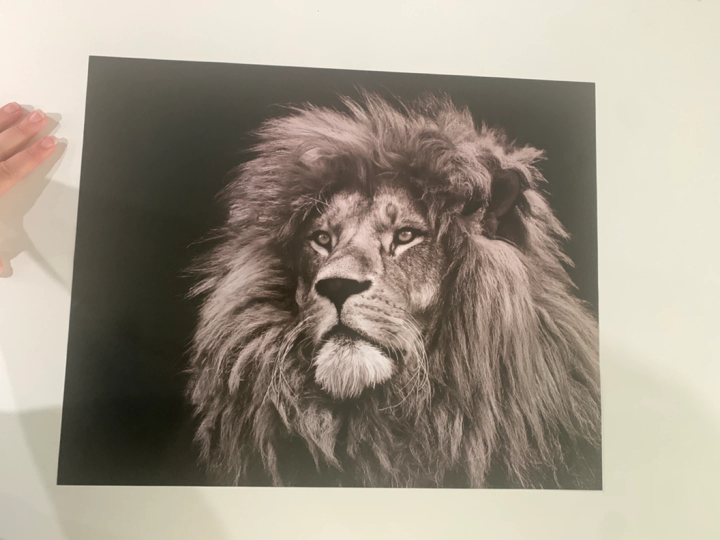 Black and White Lion Poster