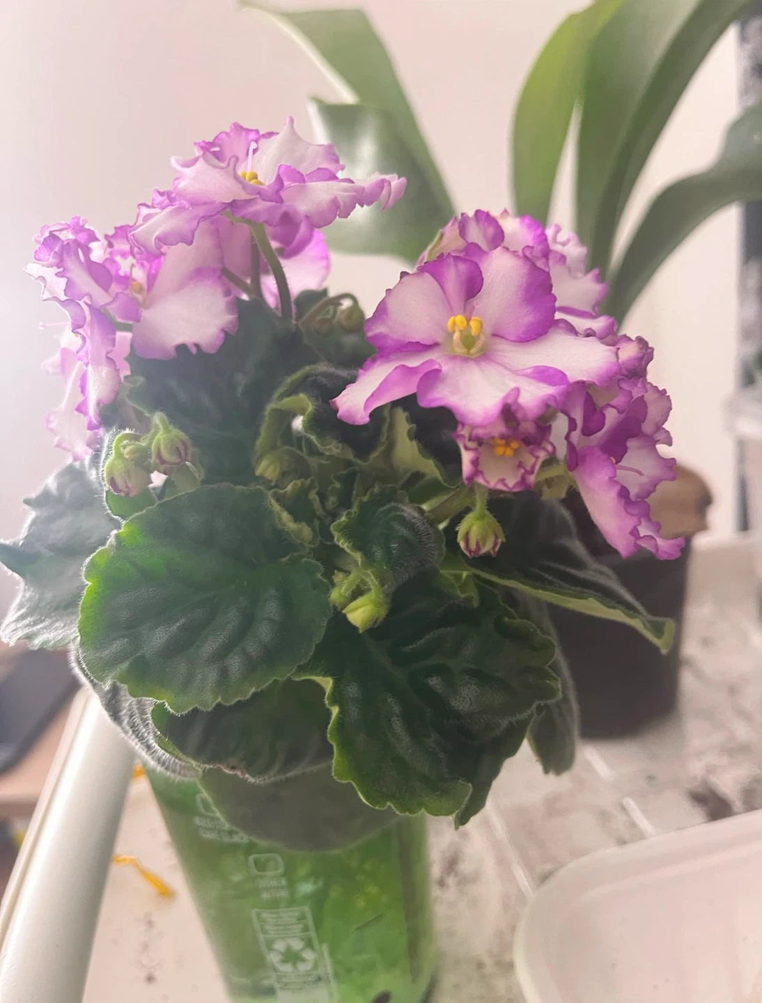 African Violet Plants