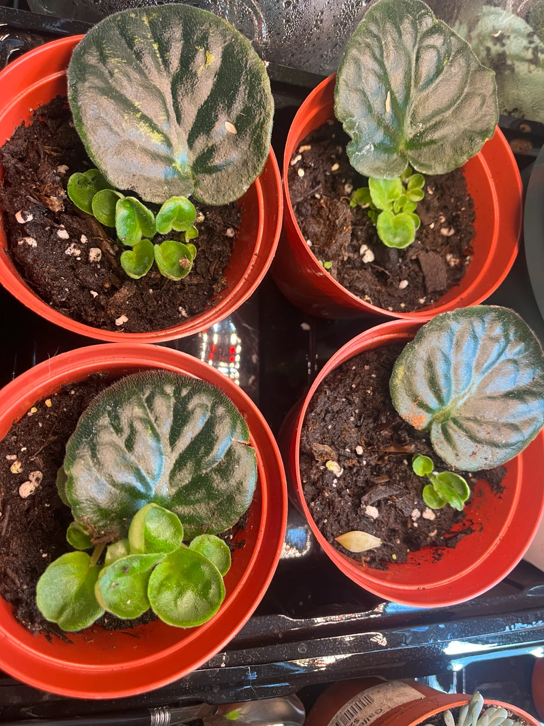 African Violet Plants - photo 2