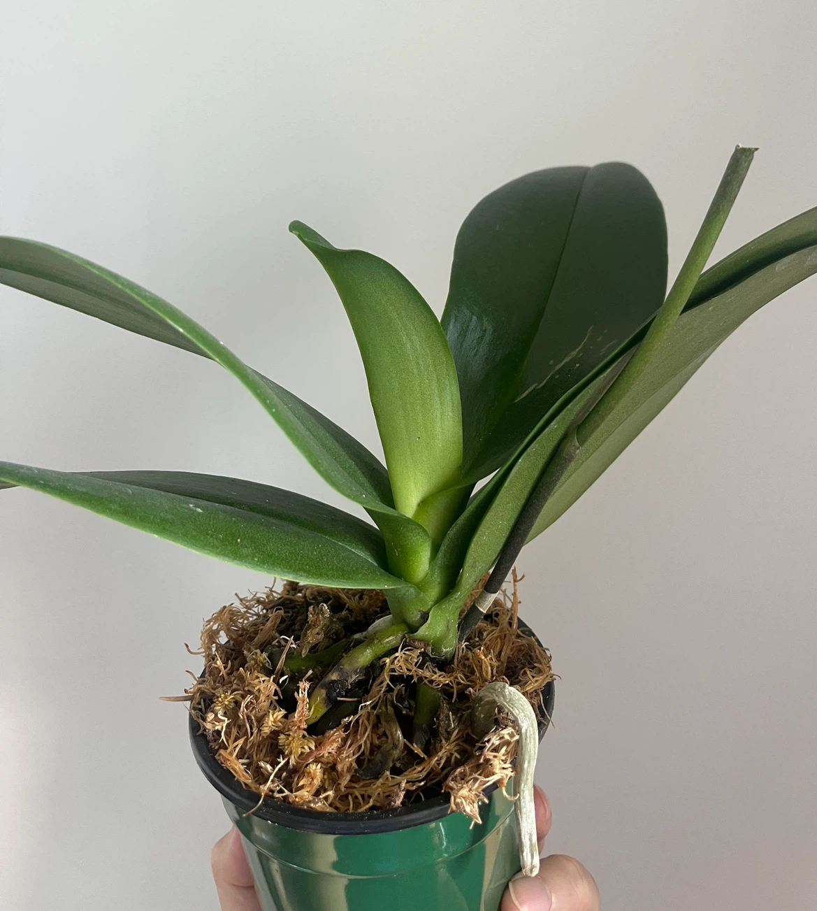 Orchid