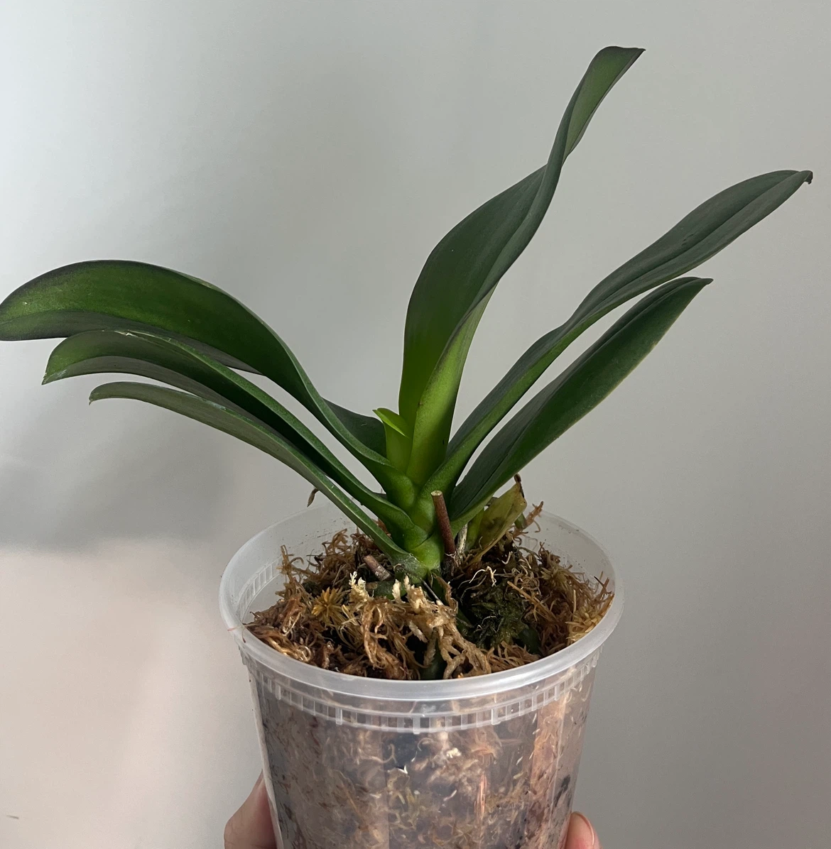 Orchid - photo 2