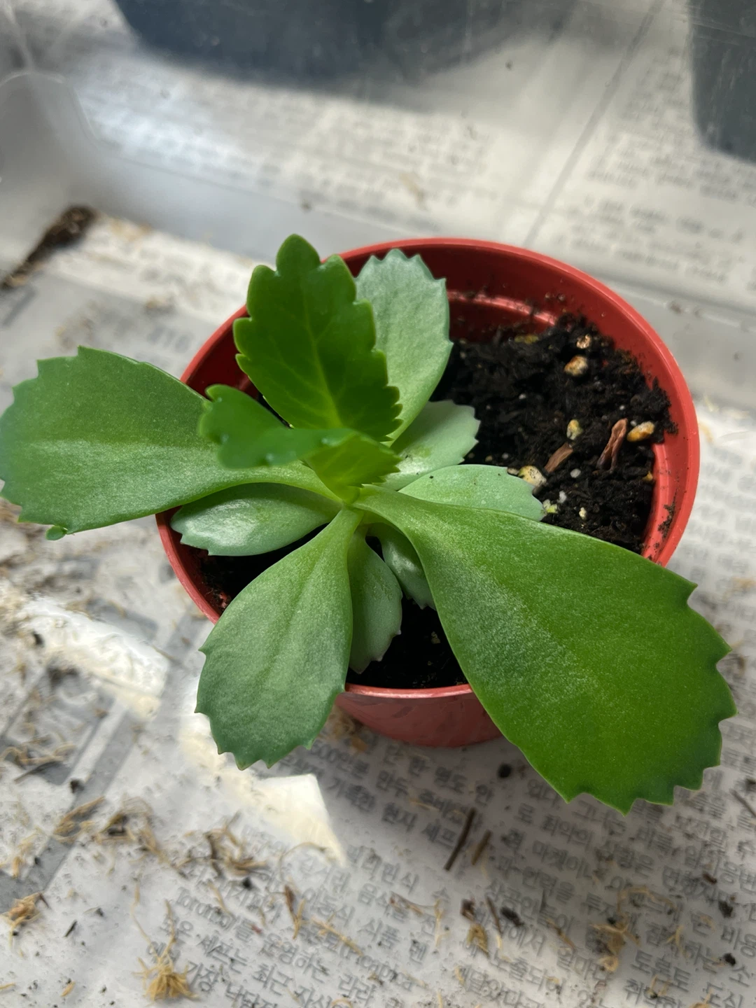 Kalanchoe succulent plant